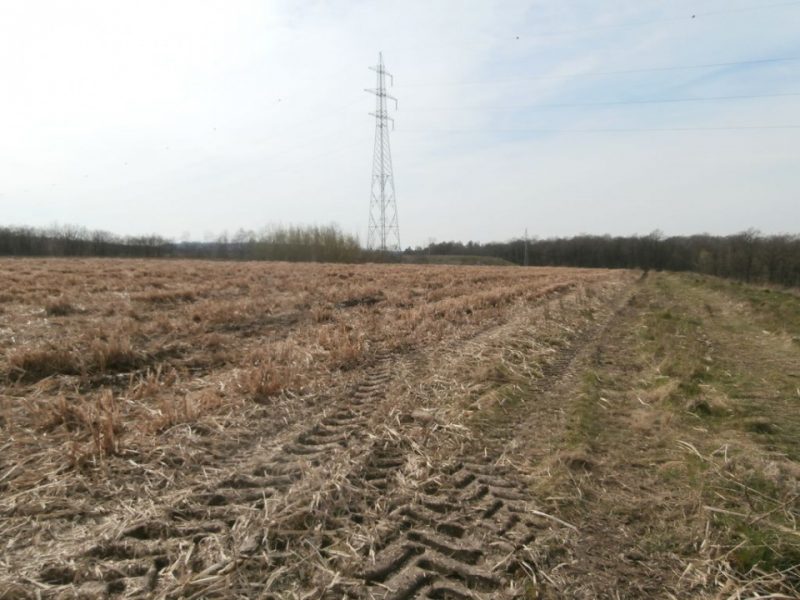 Seraing : 10 Tonnes De Miscanthus Récoltées Sur Le Site 