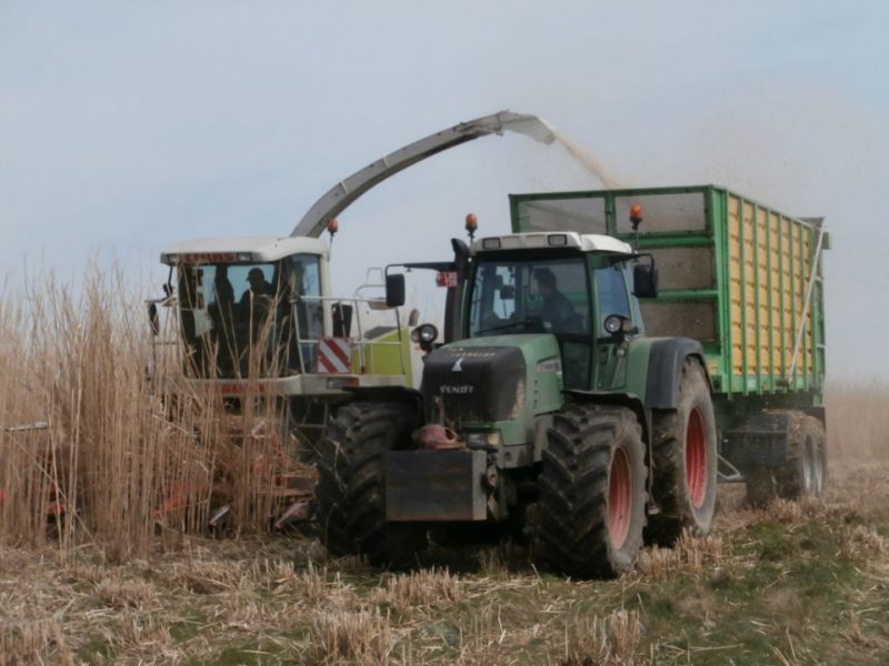 Seraing : 10 Tonnes De Miscanthus Récoltées Sur Le Site 