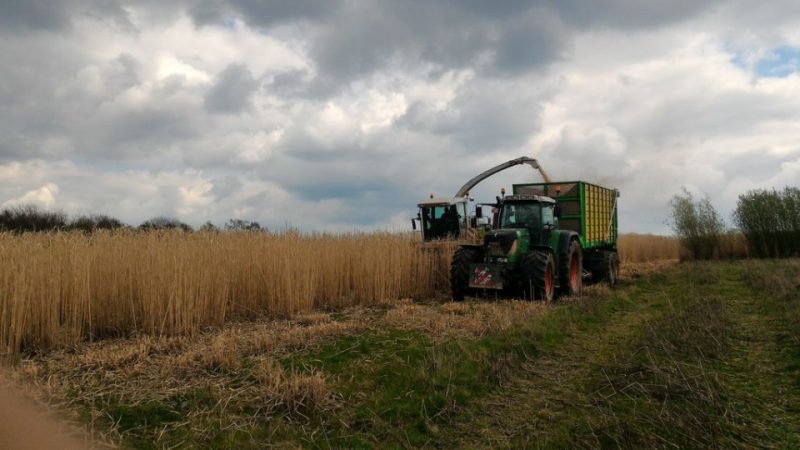 Le Miscanthus A été Récolté Sur Les Sites 