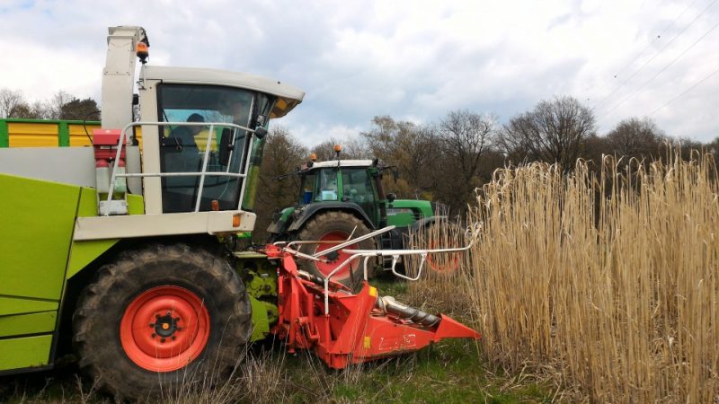 Le Miscanthus A été Récolté Sur Les Sites 