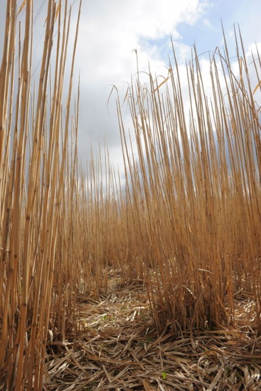 Miscanthus : Deux Belles Récoltes Sur Les Sites 