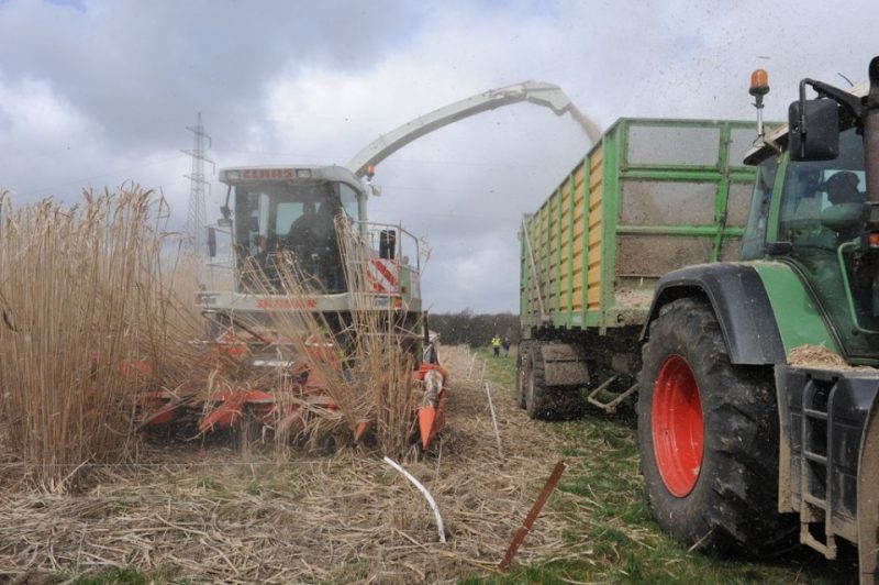 Miscanthus : Deux Belles Récoltes Sur Les Sites 