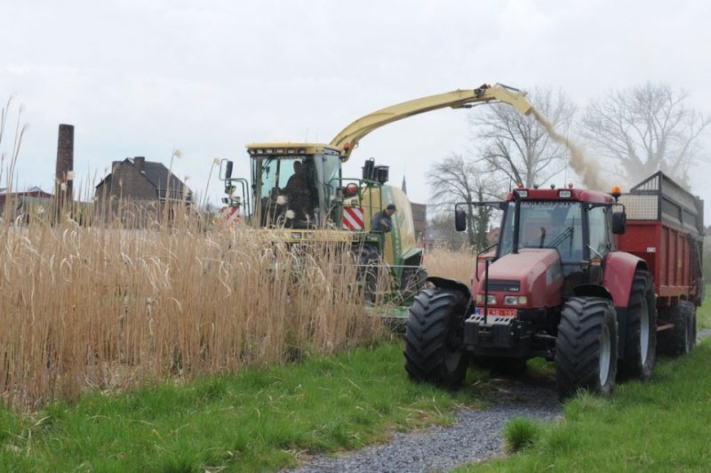 Boussu : 4,80 Tonnes De Miscanthus Récoltées Sur L’ancienne Friche 