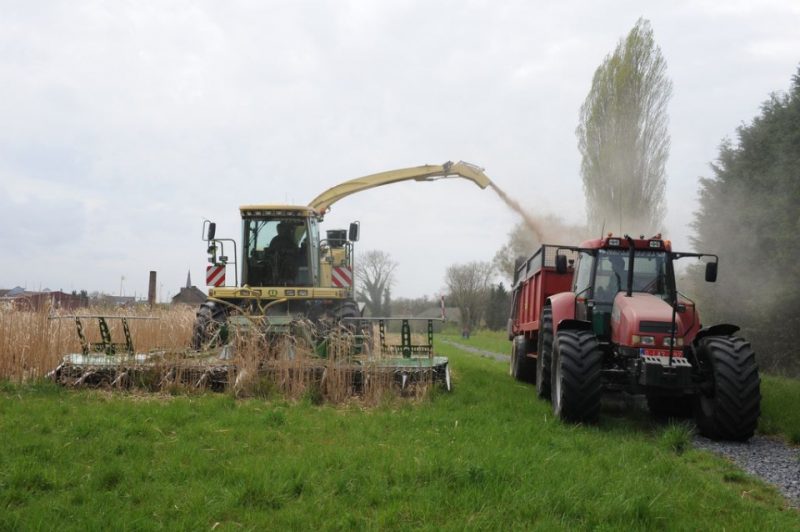 Boussu : 4,80 Tonnes De Miscanthus Récoltées Sur L’ancienne Friche 