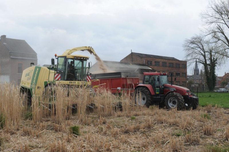 Boussu : 4,80 Tonnes De Miscanthus Récoltées Sur L’ancienne Friche 