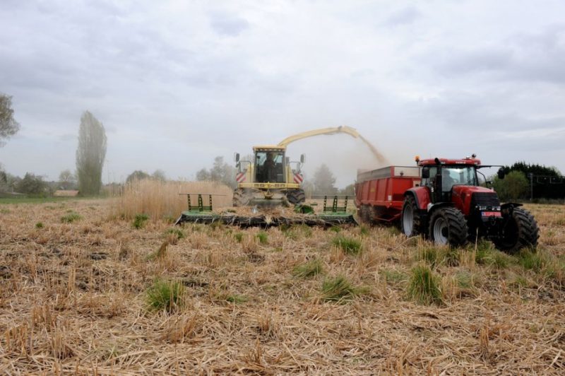 Boussu : 4,80 Tonnes De Miscanthus Récoltées Sur L’ancienne Friche 