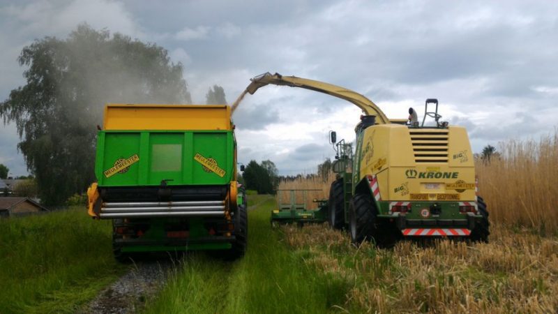 Le Miscanthus A été Récolté Sur Les Sites 