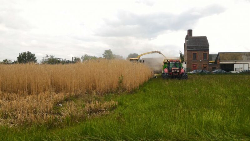 Le Miscanthus A été Récolté Sur Les Sites 