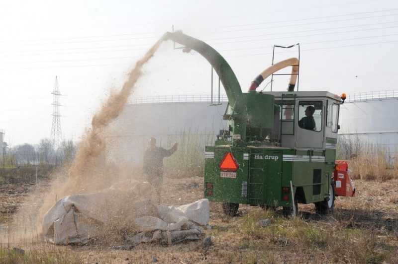 Herbe à éléphant : Première Récolte Prometteuse à Tertre