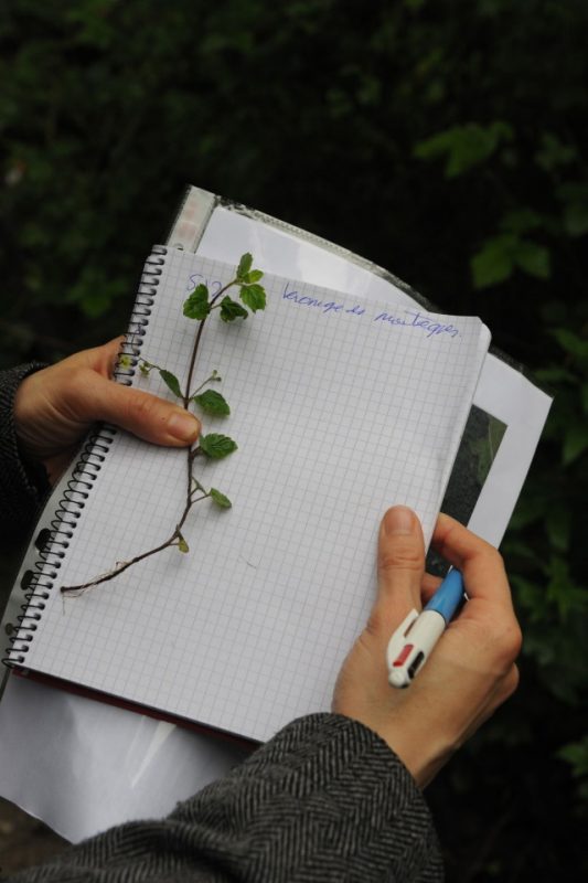 Sambreville : Des Botanistes Sur Le Site 